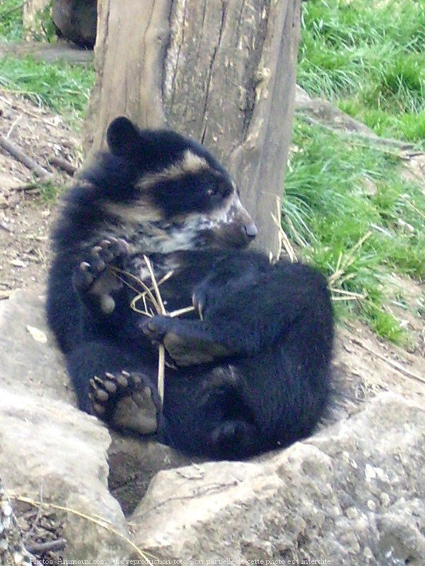 Photo d'Ours