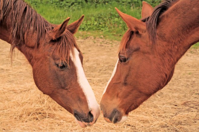 Photo de Races diffrentes