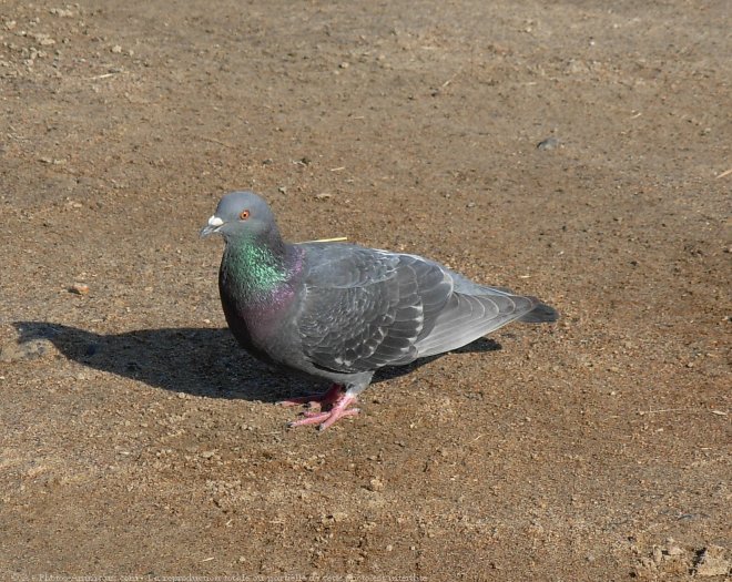 Photo de Pigeon