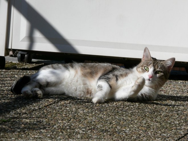 Photo de Chat domestique