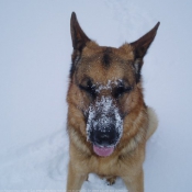 Photo de Berger allemand  poil court