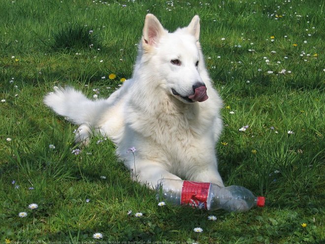 Photo de Berger blanc suisse