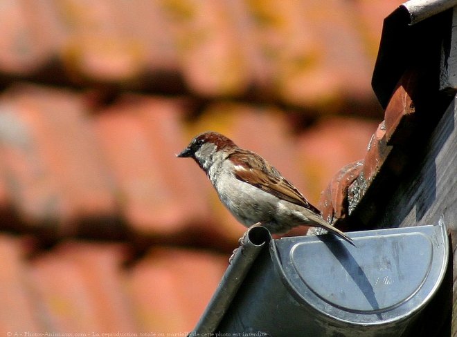 Photo de Moineau