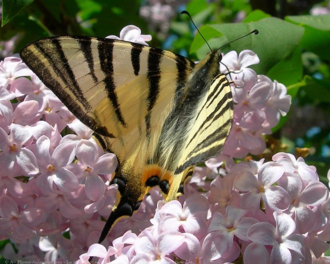 Photo de Papillon