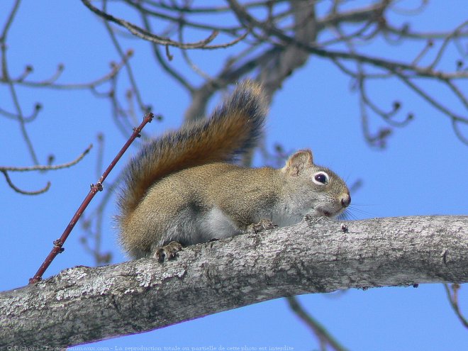 Photo d'Ecureuil