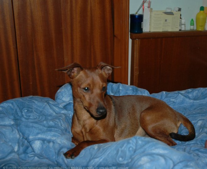 Photo de Pinscher nain