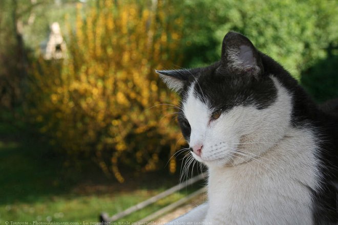 Photo de Chat domestique