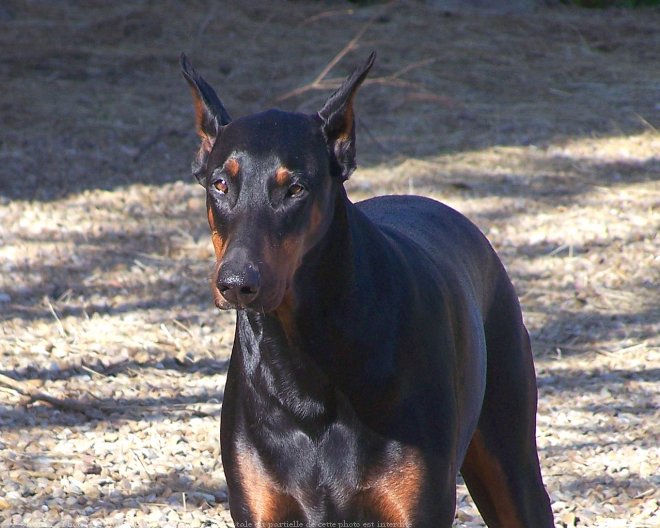 Photo de Dobermann