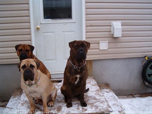 Photo de Bullmastiff