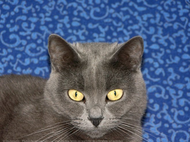 Photo de Chartreux