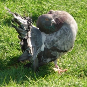 Photo de Pigeon