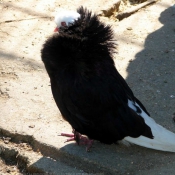 Photo de Pigeon