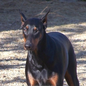 Photo de Dobermann