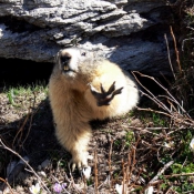 Photo de Marmotte