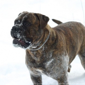 Photo de Bullmastiff