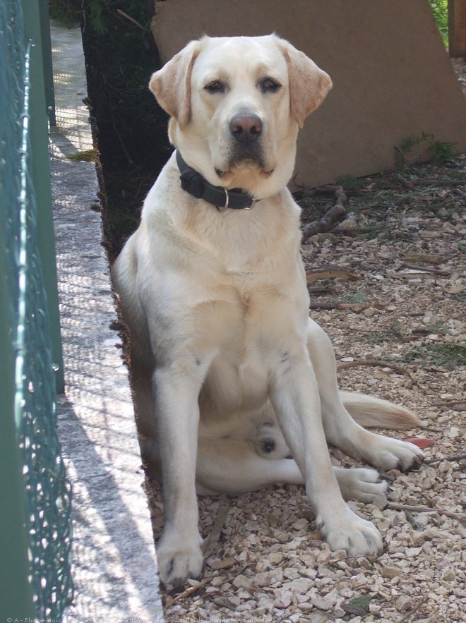 Photo de Labrador retriever