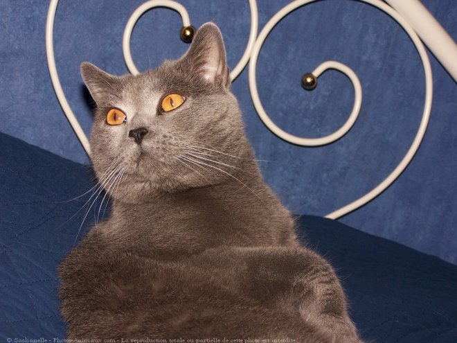 Photo de Chartreux