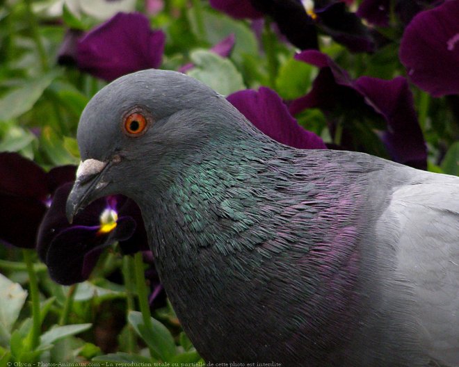 Photo de Pigeon