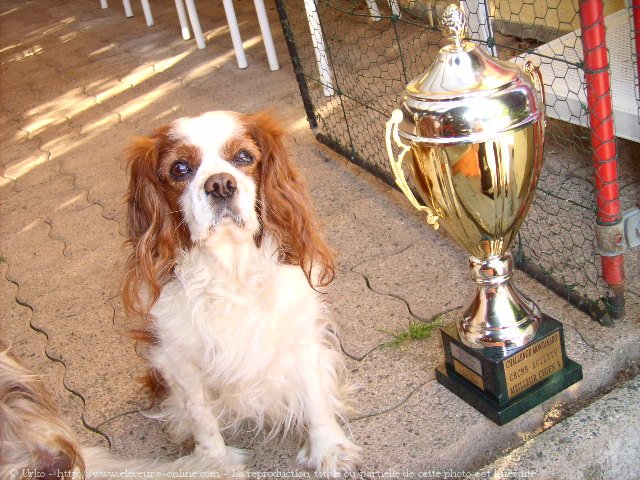 Photo de Cavalier king charles spaniel