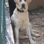 Photo de Labrador retriever