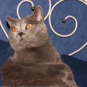 Photo de Chartreux