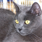 Photo de Chartreux