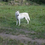 Photo de Loup