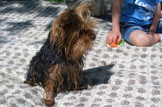 Photo de Yorkshire terrier