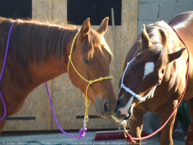 Photo de Quarter horse