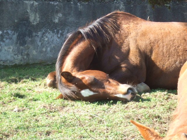 Photo de Quarter horse