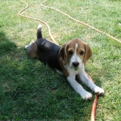 Photo de Beagle