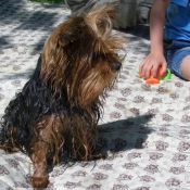 Photo de Yorkshire terrier