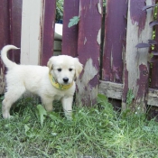 Photo de Golden retriever