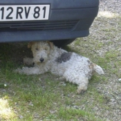 Photo de Jack russell terrier