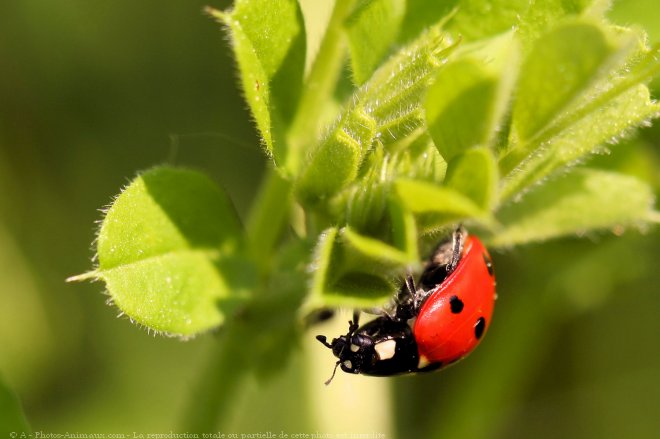 Photo de Coccinelle