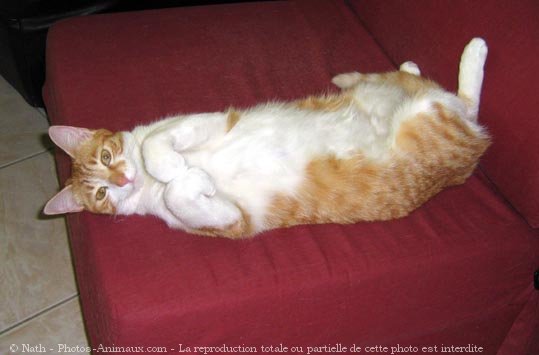 Photo de Chat domestique