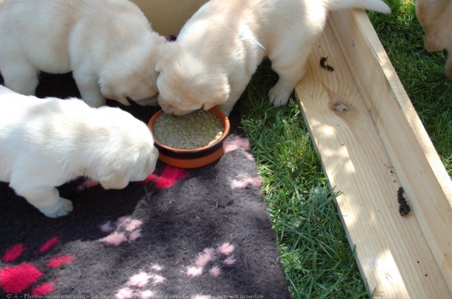 Photo de Labrador retriever