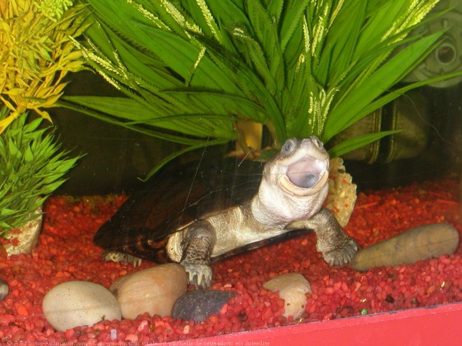 Photo de Tortue