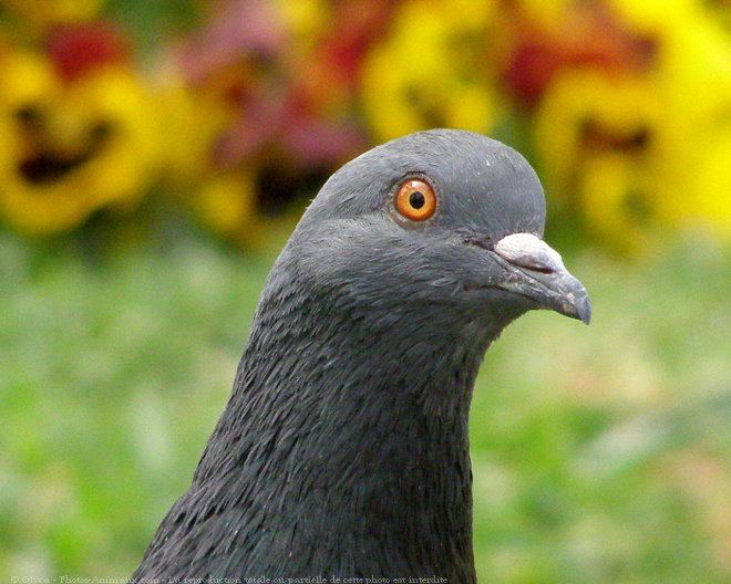 Photo de Pigeon