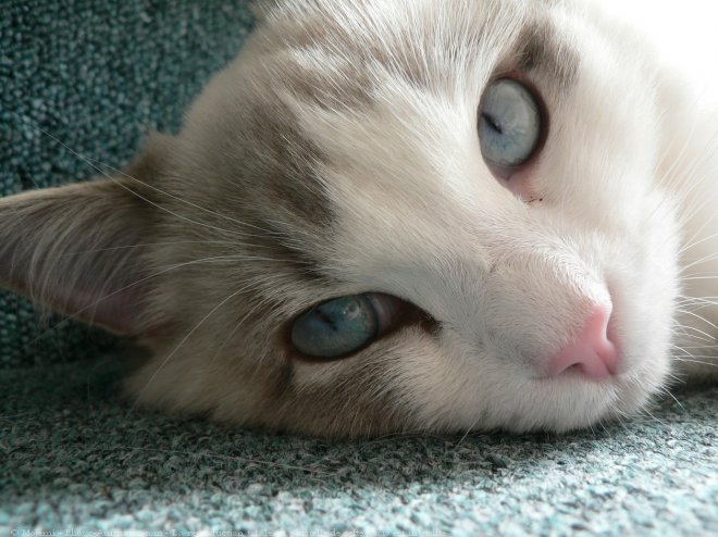 Photo de Ragdoll