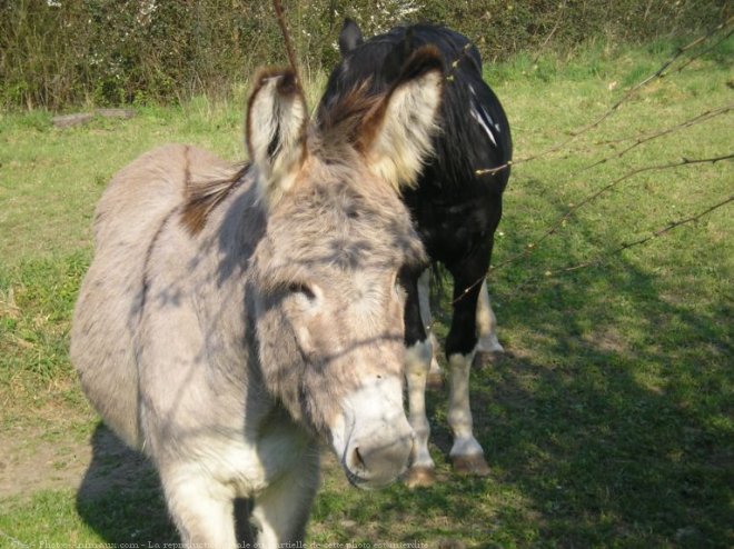 Photo de Races diffrentes