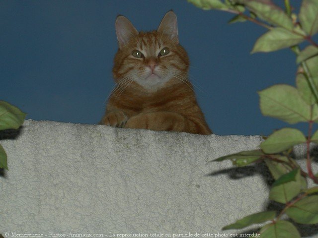 Photo de Chat domestique