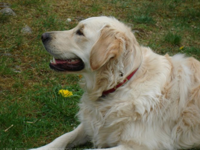 Photo de Golden retriever