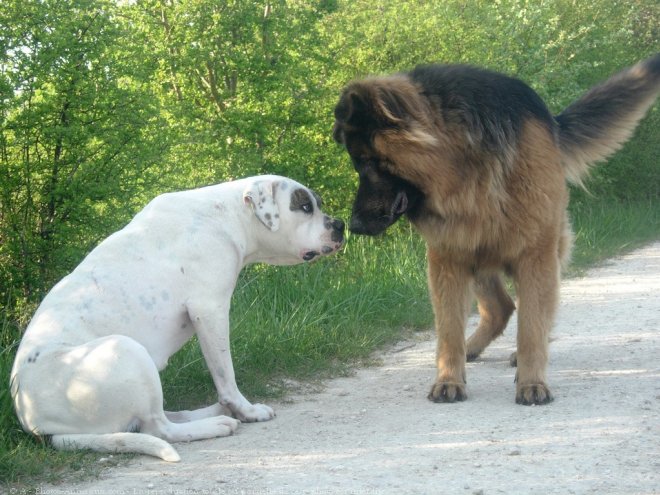 Photo de Races diffrentes