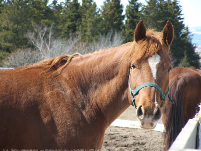 Photo de Quarter horse