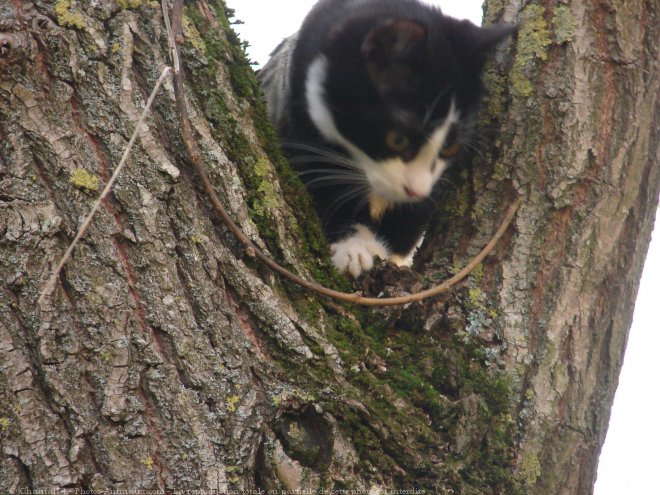 Photo de Chat domestique