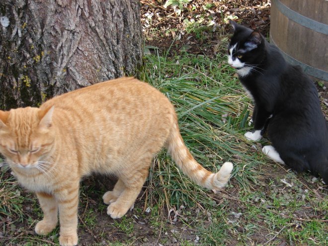 Photo de Chat domestique