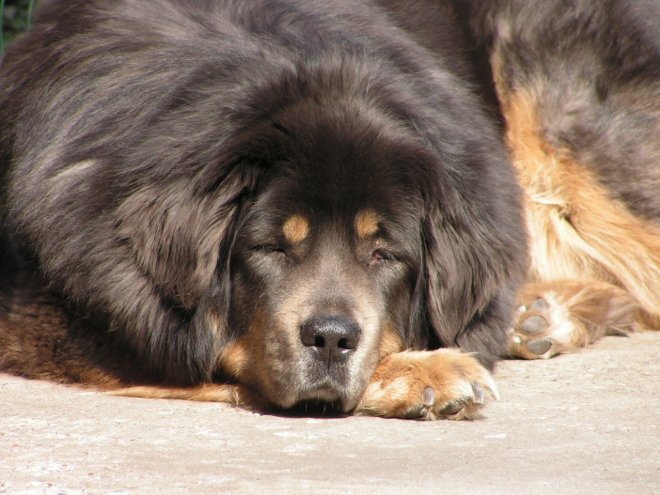 Photo de Dogue du tibet