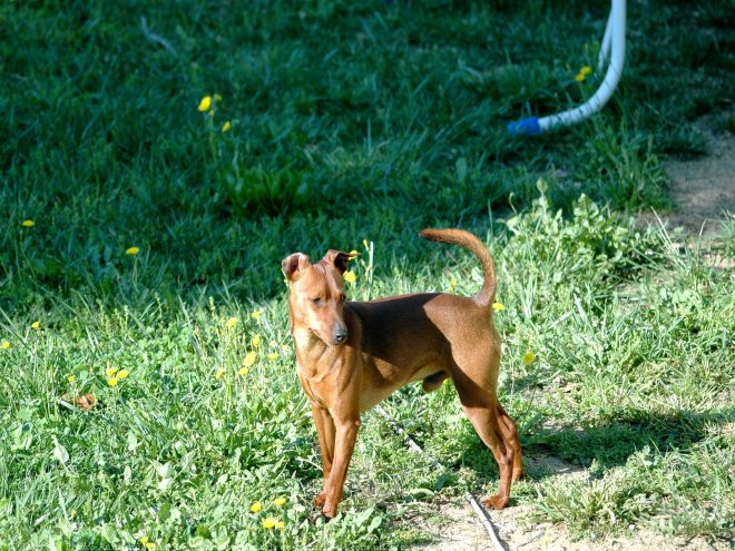 Photo de Pinscher nain