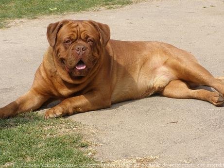 Photo de Dogue de bordeaux